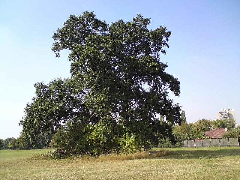 Nádherný dub na Třebši