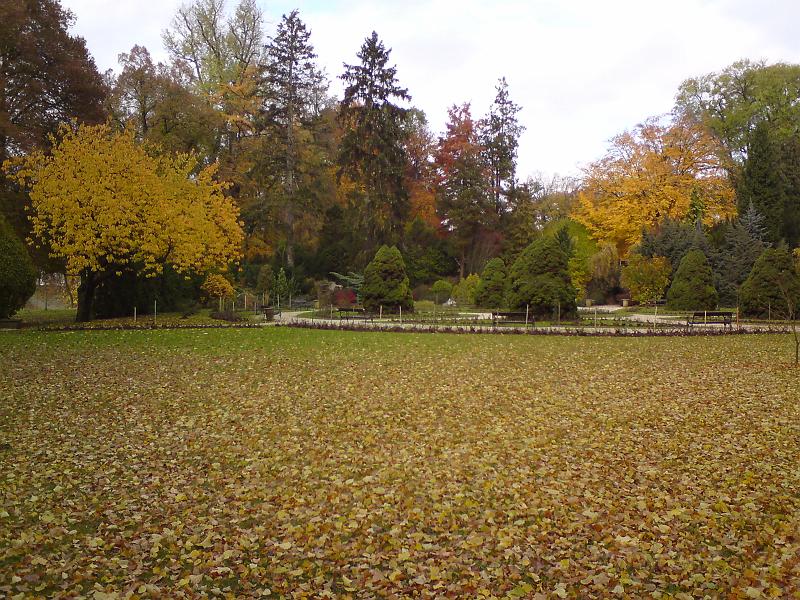 Padlé listí na podzim