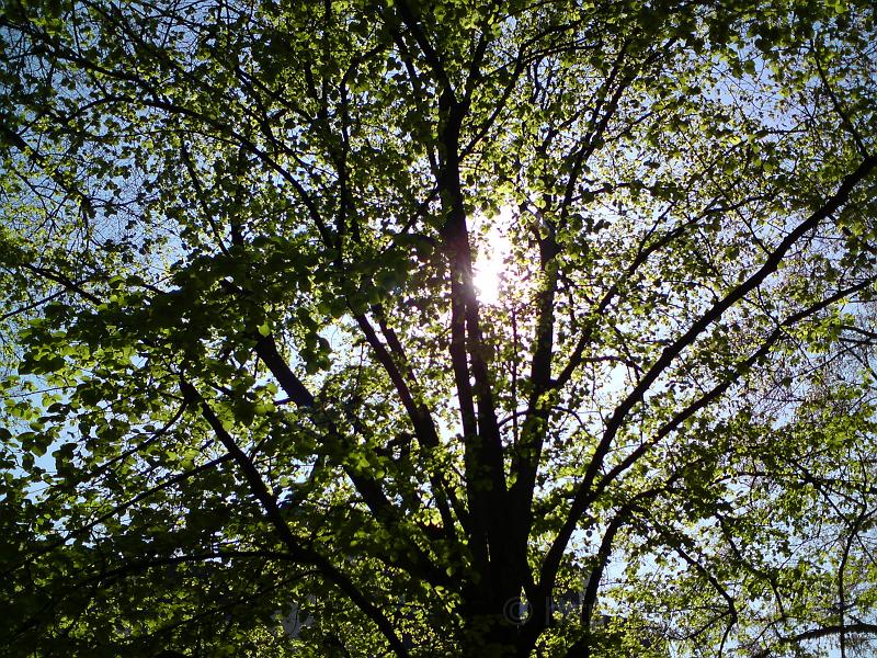 Slunce v koruně stromu
