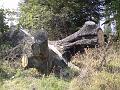 Poražený památný dub na Třebši