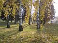 Podzimní břízy, Šimkovy sady