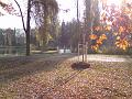 Podzimní Slunce v bukovém listí, Šimkovy sady