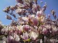 Jaro dokáže uchvátit rozkvetlými květy magnolie
