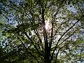 Slunce v koruně stromu, Sukovy sady