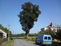 Památná lípa na Pláckách, ulice Kydlinovská.