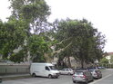 Platany v ulici Jeronýmova.